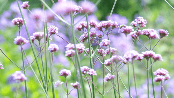 Droogtebestendige planten