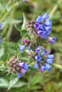 Pulmonaria