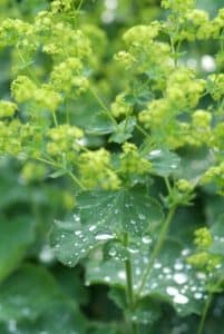Alchemilla