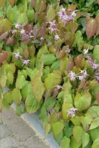 Epimedium