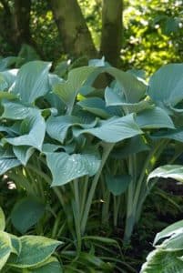 Hosta