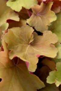 Heuchera 