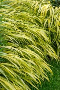 Hakonechloa