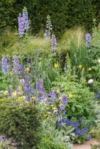 Delphinium