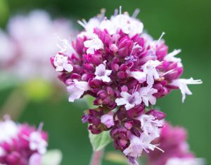 Perennials 2015